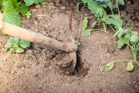 Summer work in the garden. Closeup woman replanting plant, female hands holds spade digging soil pit outdoorの写真素材