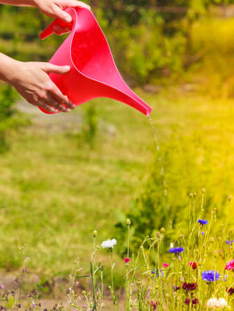 Gardening. Woman working in her backyard garden , female hands holding can watering plants flowers outdoorの写真素材