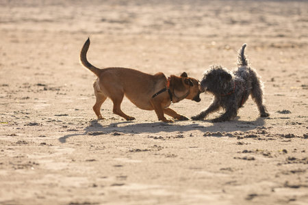 Playful animals, pets outside concept. Two mongrel dogs playing together on sandy beach. Outdoor...