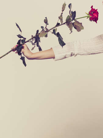 Romance, valentine day gifts and presents concept. Woman hand holding red romantic roseの写真素材