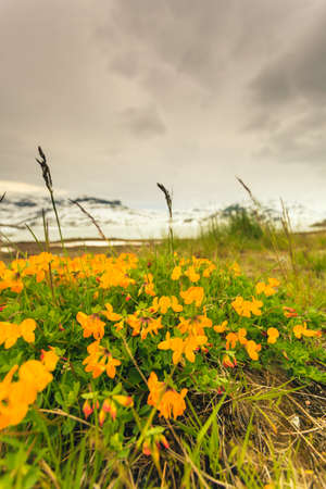 Norwegian scenic mountains landscape. Yellow spring flowers in front and hills covered with snow in the backgroundの写真素材