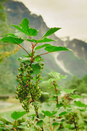 Ecological fruit plantation concpet. Green ripening currant on shrub, norway mountains in background.の写真素材