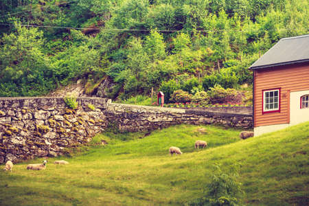 Sheep grazing on green grass near rock stone wall. Animals in nature.の写真素材