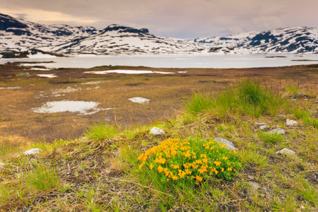 Norwegian scenic mountains landscape. Yellow spring flowers in front and hills covered with snow in the backgroundの写真素材