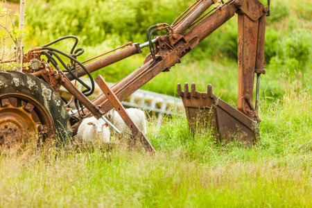 Abandoned old agricultural machinery covered with rust in high grass. Outdoor shot on sunny day.