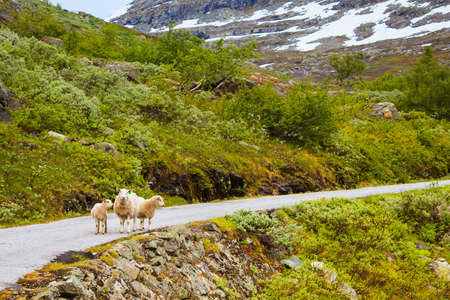 Many sheep walking on street during sunny weather. Norway animals, nature concept.の写真素材