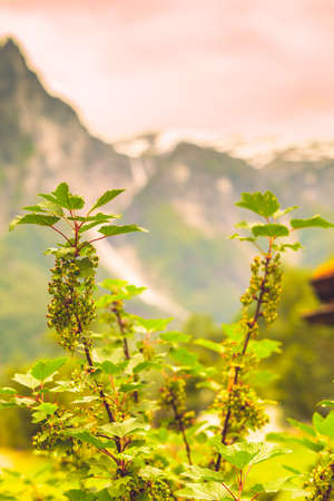 Green currant branch with blossoming buds on a natural background, outdoor shot during sunny day.の写真素材