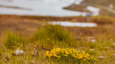 Scenic mountains landscape. Yellow spring flowers in front and hills covered with snow in the backgroundの写真素材