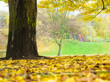Beautiful landscape of park during autumn, autumnal weather, sun shining, gold leafs on ground.