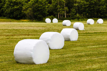 Agricultural landscape with straw packages on field. Cereal bale of hay wrapped in plastic white foil, summer in norwegian countryの写真素材