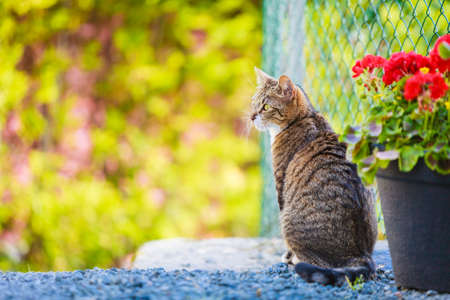 Animals. Brown tabby cat enjoying himself outdoor in garden, warming in the sunの写真素材