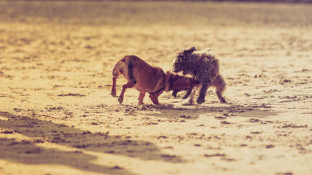 Playful animals, pets outside concept. Two mongrel dogs playing together on sandy beach. Outdoor shot on sunny day.の写真素材