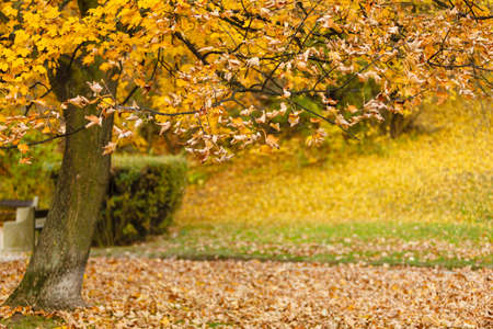Nature outdoor scenery foliage concept. Autumnal trees in park. Woodland during fall branches with golden leaves.の写真素材