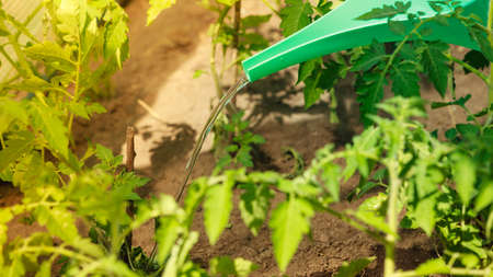 Gardening. Human hahd holding green water can watering seedling tomato plants in greenhouseの写真素材