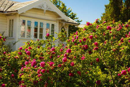 Home garden concept. Beautiful bush with pink roses, white old fashioned house in background.のeditorial素材