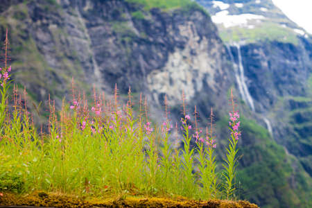 Norwegian scenic mountains landscape. Spring flowers in front and mountains hills with waterfall in the backgroundの写真素材