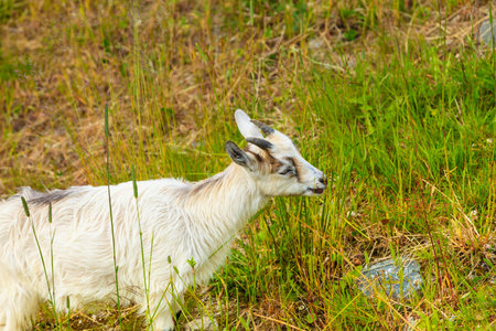 Goats eating grass on pasture, grazing on green field meadow.