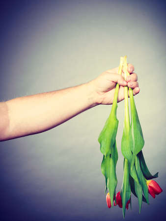 Nature and flora. Male hand holding bouquet of red green tulips flowers on gray grey background.の写真素材