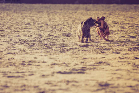 Playful animals, pets outside concept. Two mongrel dogs playing together on sandy beach. Outdoor shot on sunny day.の写真素材