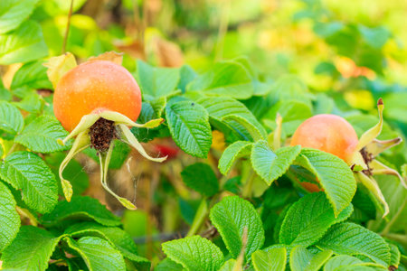 Ripe fruit wild rose in natural setting outdoor