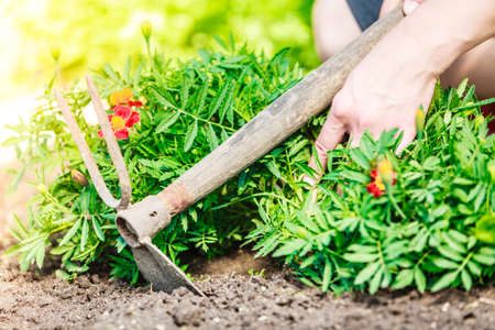 Summer work in the garden. Closeup female hands holds tool spade replanting marigold flowers outdoorの写真素材