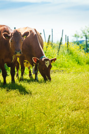 Agricultural, breeding animals, ecological farming concept. Wild cows graze on green meadow field.