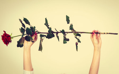 Woman hand holding flower red rose, romantic valentines day gesture. Yellow background.