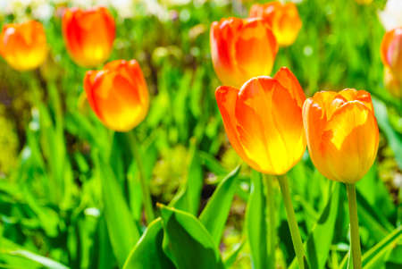 Close up sunny garden full of orange red tulips. Flower breeding concept.の写真素材