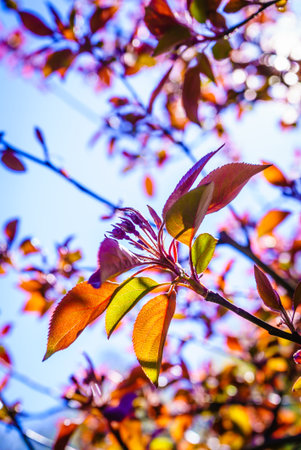 Sun illuminating through colorful tree branches and leaves during beautiful springtime weather....