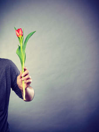 Nature and flora. Female hand holding single red green tulip flower on gray grey background.の写真素材