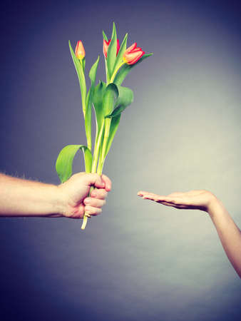 Nature and flora. Male hand holding bouquet of red green tulip flower on gray grey background and female hand showing copy space.の写真素材
