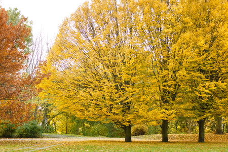 Nature outdoor scenery foliage concept. Autumnal trees in park. Woodland during fall branches with...