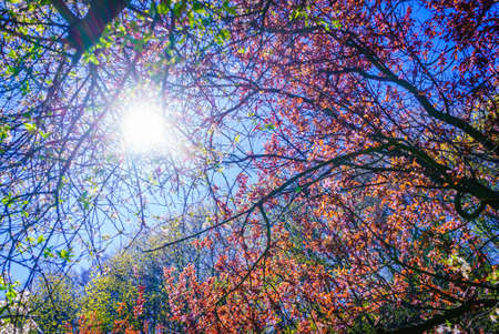 Sun illuminating through colorful tree branches and leaves during beautiful springtime weather. Beauty in nature concept.の写真素材