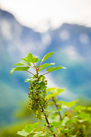 Green currant branch with blossoming buds on a natural background, outdoor shot during sunny day.の写真素材