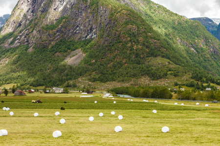 Agricultural landscape with straw packages on field. Cereal bale of hay wrapped in plastic white...