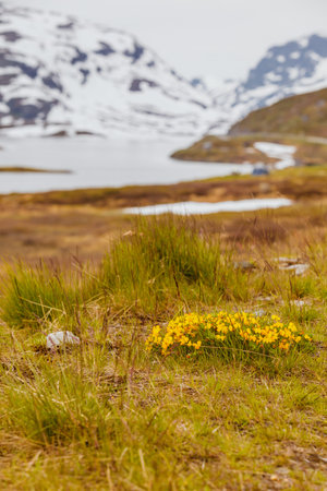 Norwegian scenic mountains landscape. Yellow spring flowers in front and hills covered with snow in...