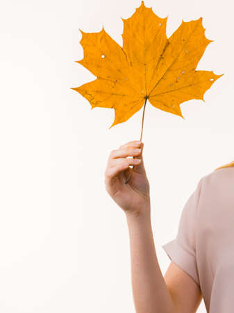 Autumnal natural decorations concept. Woman holding autumn leaf.の写真素材