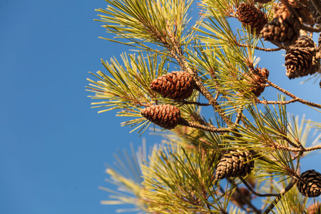Cones on the branches of a conifer tree. Details of autumn nature.