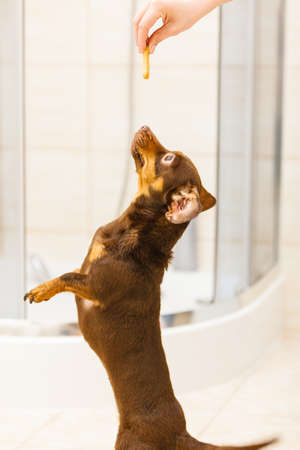 Unrecognizable person training little dogs giving food treats, puppies are jumping around.の写真素材