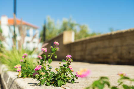 Little bush flowers growing between paving tiles outdoor on street. Nature in ubran town.の写真素材