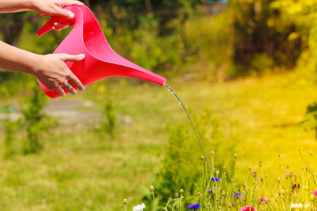 Gardening. Woman working in her backyard garden , female hands holding can watering plants flowers outdoorの写真素材