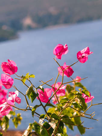 Close up of bougainvillea bush with many pink purple flowers. Greek flora concept.の写真素材