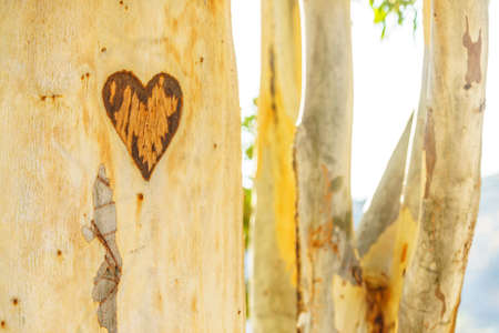 Small heart shape in piece of wood. Romantic detail close up concept.の写真素材