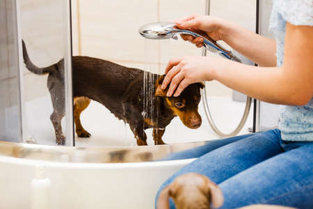 Woman taking care of her little dog. Female washing, cleaning dachshund under the shower. Animals hygiene concept.の写真素材