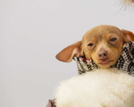Unrecognizable person holding small tiny purebreed miniature pinscher dog puppy while snow is snowingの写真素材