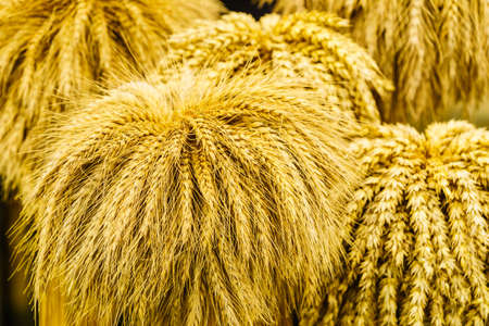 Decorative bouquet made of field plants, and hay. Folk decorations conept.の写真素材