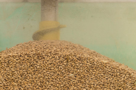Close up background of sunflower seeds. Agricultural goods, rural food, nature texture pattern concept.の写真素材
