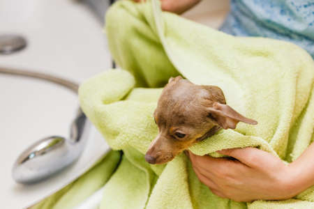 Women drying her little dog using green towel. Pinscher ratter prazsky krysarik purebreed puppy after shower cleaning.の写真素材