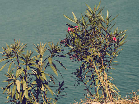 Mediterranean flora concept. Close up of green bush with leaves. Nature in Greece concept.の写真素材