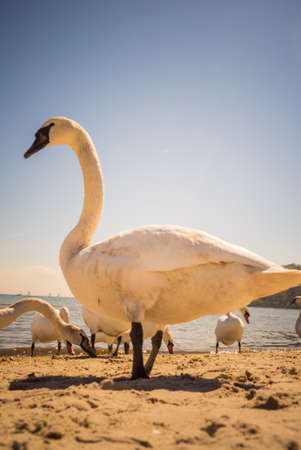 Swans walking around on sandy beach during sunny summer weather. Animals birds close up in nature.の写真素材